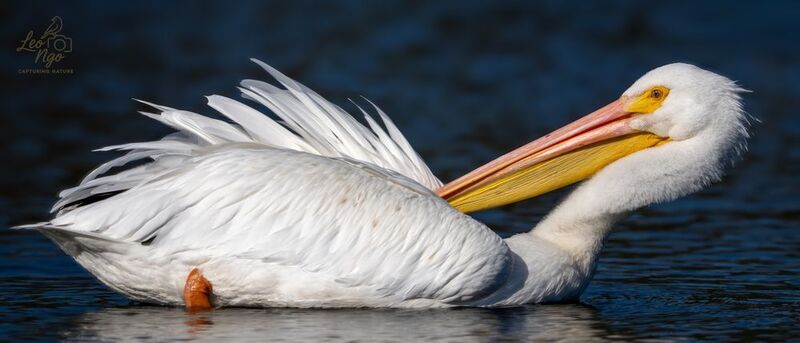 Pelican photo preview