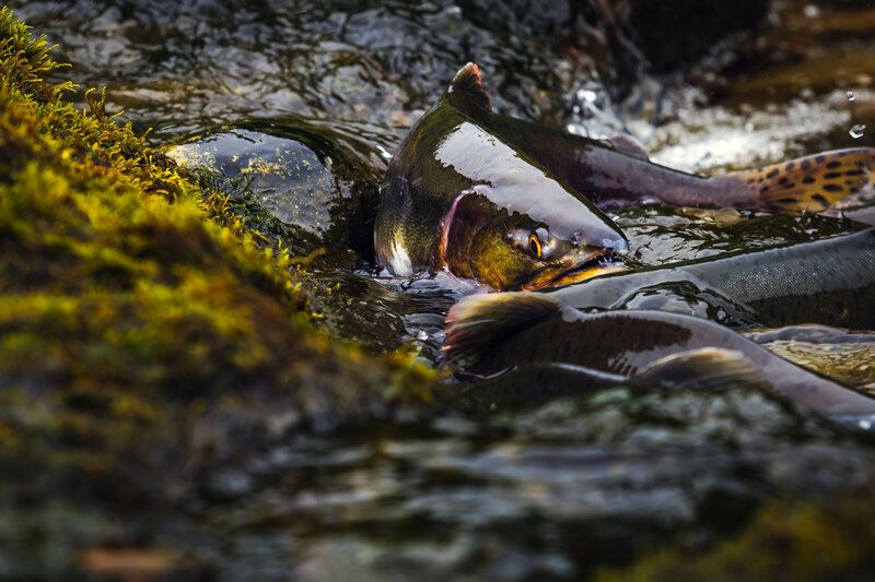 рыбаки, рыба, горбуша, нерка, красная, лососи, мойва, уёк, рыбаки, командорские острова Про рыбаков и рыбов фото превью