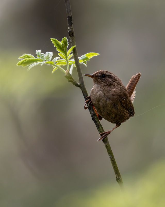 крапивник, подкоренник, орешек, птицы Крапивникphoto preview