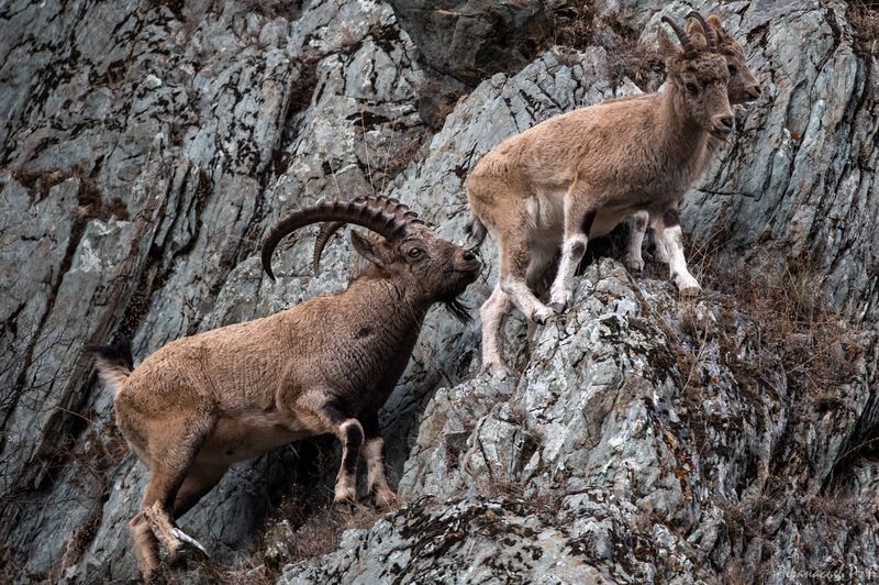 сибирский горный козел, животные Гон у сибирского горного козлаphoto preview