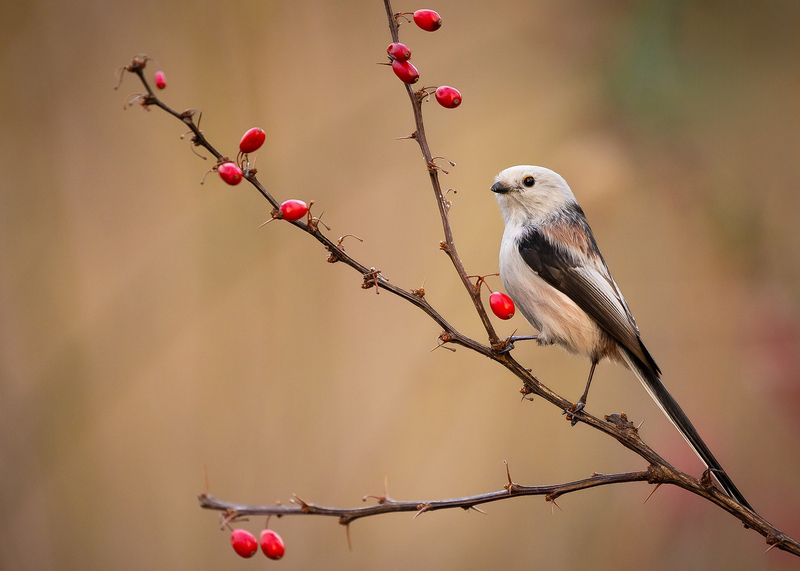 Long-tailed Tiphoto preview