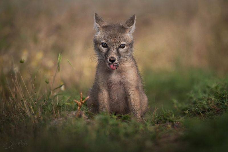 корсак, калмыкия, степная лиса, лис, лиса, корсачонок, дикая природа, wildanimals, корсачата, vilpus corsac, corsac, корсаки, маныч, маныч-гудило, черные земли Разбойникphoto preview