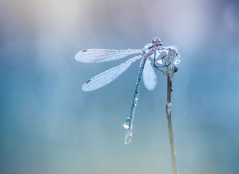 Нежность мгновенияphoto preview