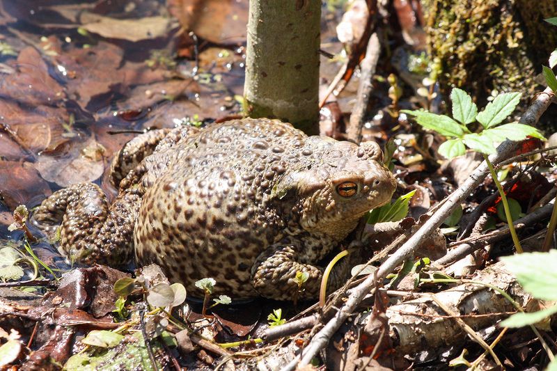 жаба, обыкновенная жаба, серая жаба, коровница, bufo bufo Коровница (Bufo bufo)photo preview