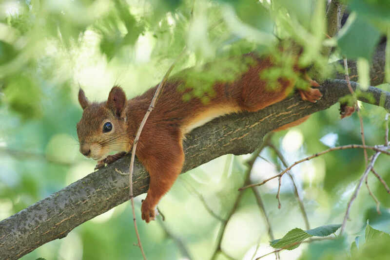 белка, scribus vulgaris,  На отдыхеphoto preview