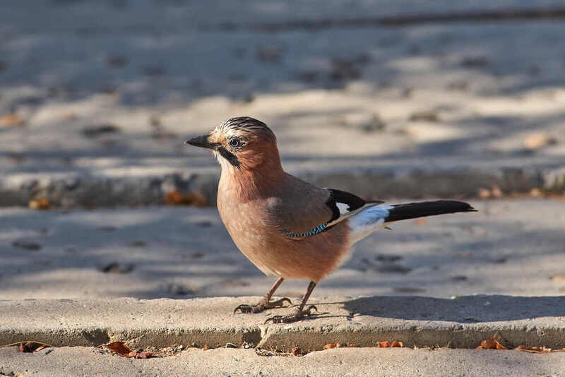 сойка, волгоград,  Сойкаphoto preview