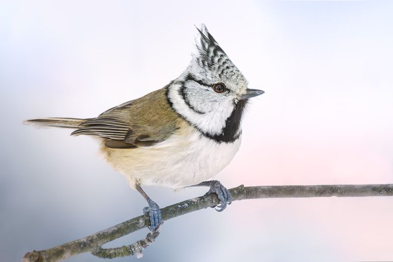 птицы, лес, фотоохота, природа, Подмосковье, синица, гренадёрка, crested tit, birdwatching, birds В холодной акварели зимыphoto preview