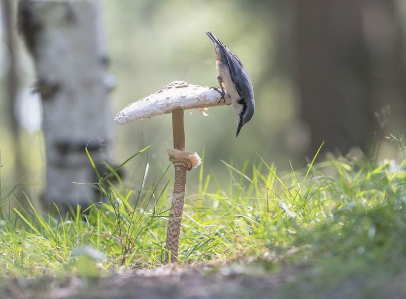 птицы,природа, осень Картинка из лесаphoto preview