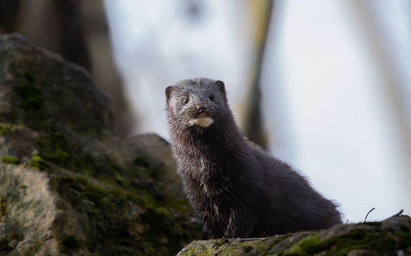 Одноглазый охотник.photo preview