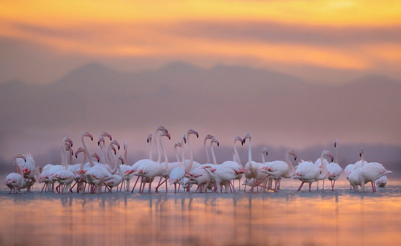 Утренное фламингоphoto preview