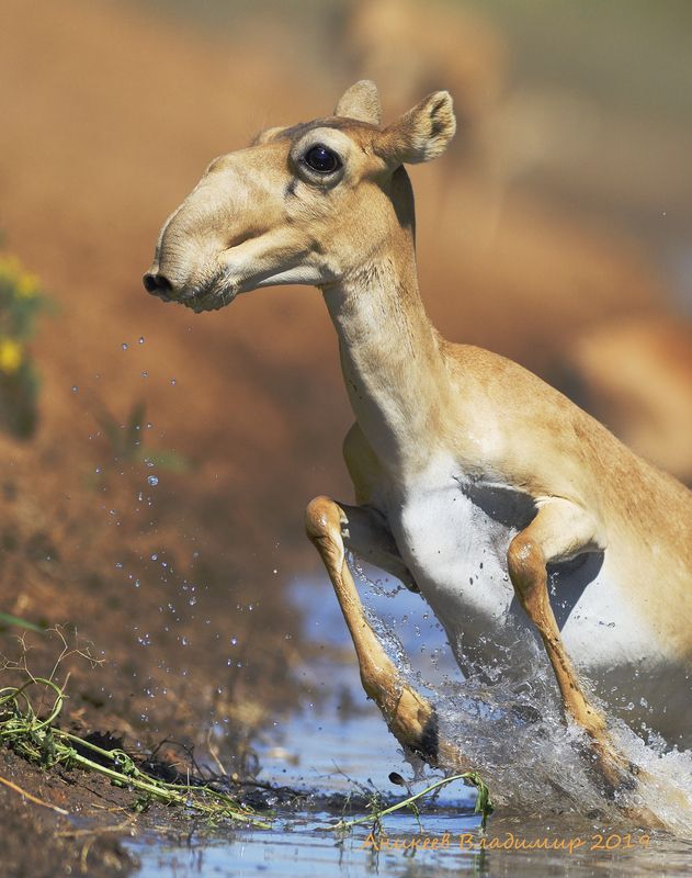 Молодняк на водопоеphoto preview
