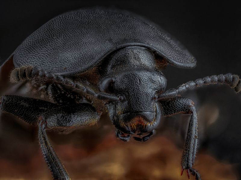 Мертвоед.photo preview