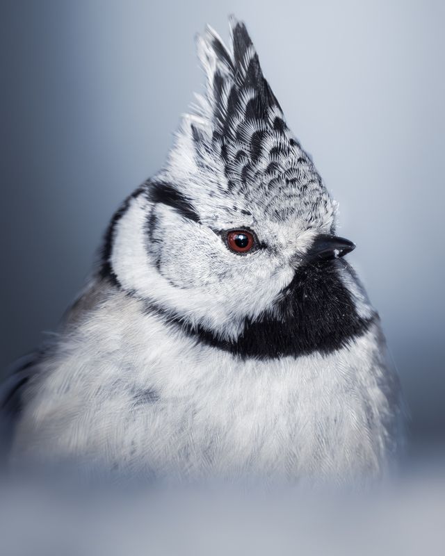 Хохлатая синица (Lophophanes cristatus) photo preview