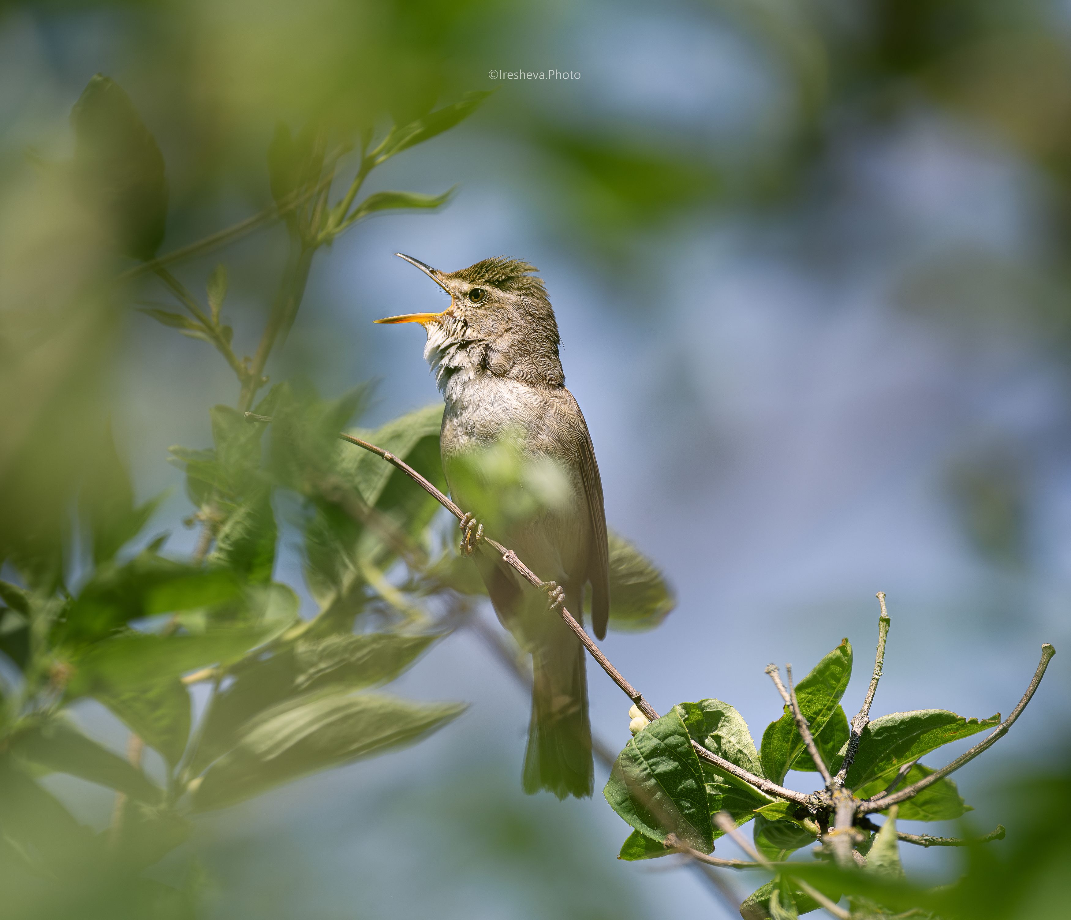 Садовая камышевка ,птица Великий оперный певецphoto preview