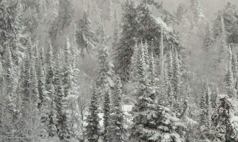 снег, иней, мороз, зима, пихты, кедры, гора зелёная, шерегеш, горная шория, сибирь Pro снежный беспредел – вариантphoto preview