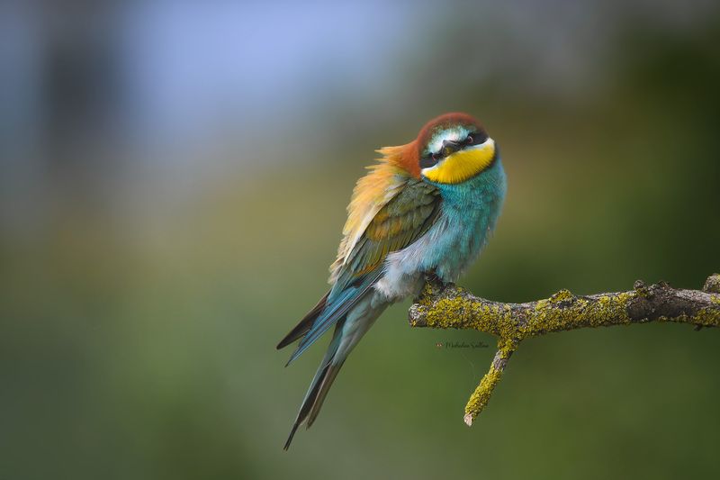 фотоохота, птица, золотистая щурка, весна Немного ярких красок.photo preview