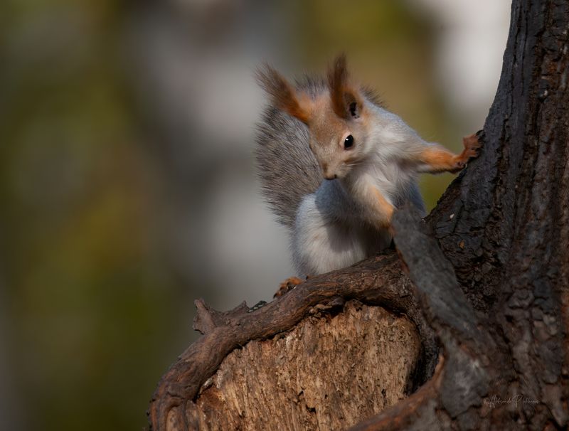 Проверяет свою кормушкуphoto preview
