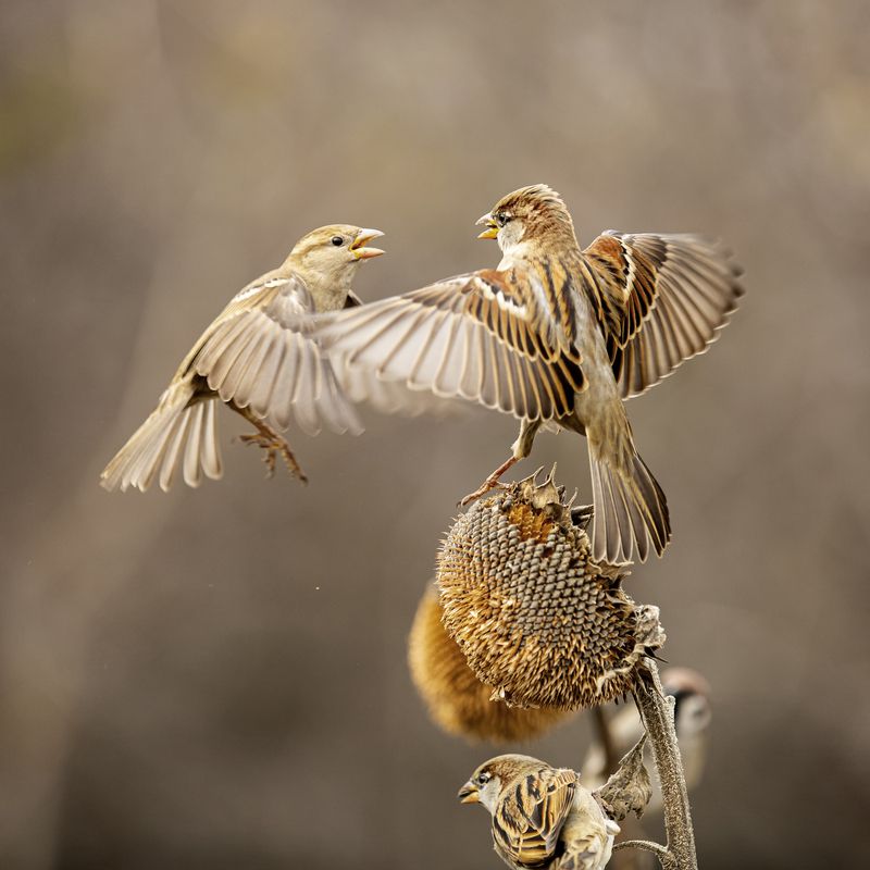 природа ***photo preview