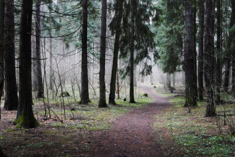 лес, деревья, листва, дымка В лесуphoto preview