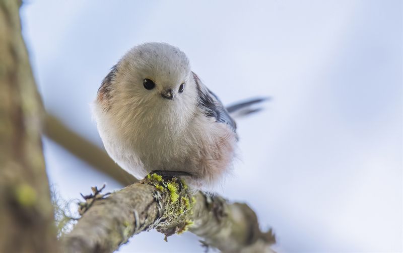 Лесные снежинки :)photo preview