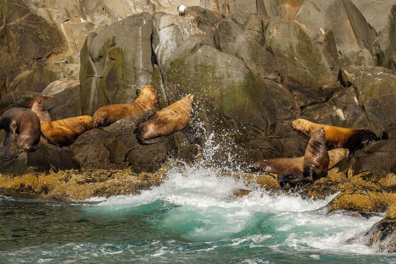 камчатка, сивучи, морской лев, природа, животные, лежбище, остров старичков, тихий океан, Здоровый сон под океанский прибой..photo preview