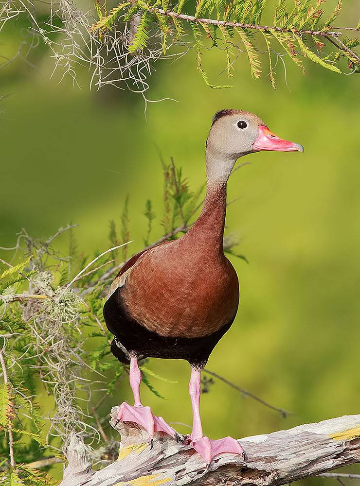утка, duck, флорида, florida, black-bellied whistling duck, Etkind Elizabeth