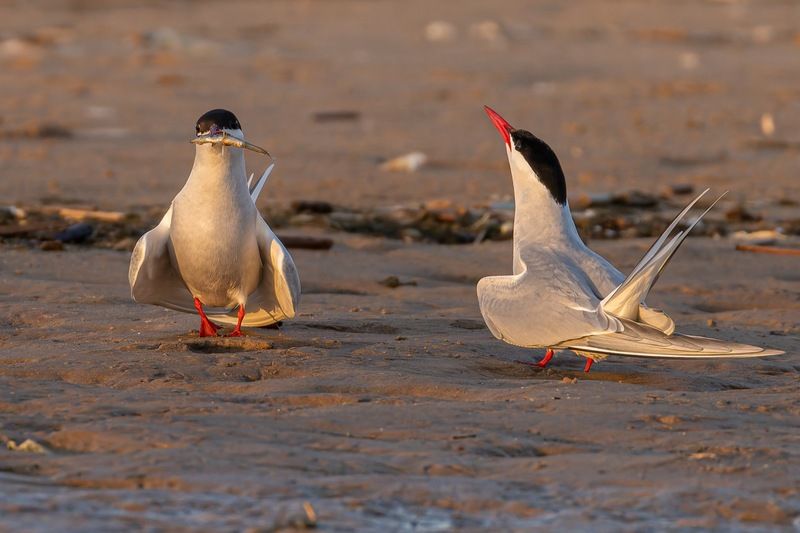 речная крачка, крачка, птицы, чайка Брачный танец с ̶с̶а̶б̶л̶я̶м̶и̶ рыбой на закатеphoto preview