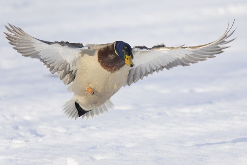 кряква, утки, полет, птицы Полет кряквыphoto preview