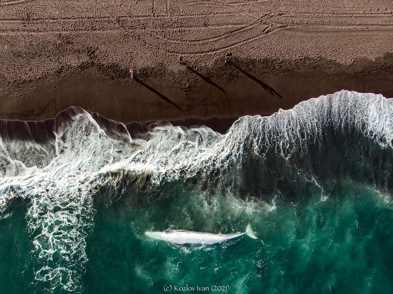 кит фото превью