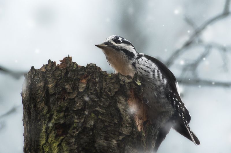 трёхпалый дятел, three-toed woodpecker, Picoides tridactylus, птица, дикая природа, woodpecker, птицы России, birdwatching, nature, wildlife photography, close-up bird Трехпалый дятел photo preview