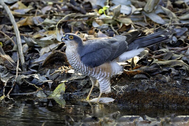 Ястреб-перепелятник.photo preview