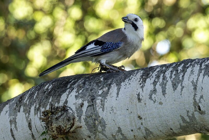 Сойка.photo preview