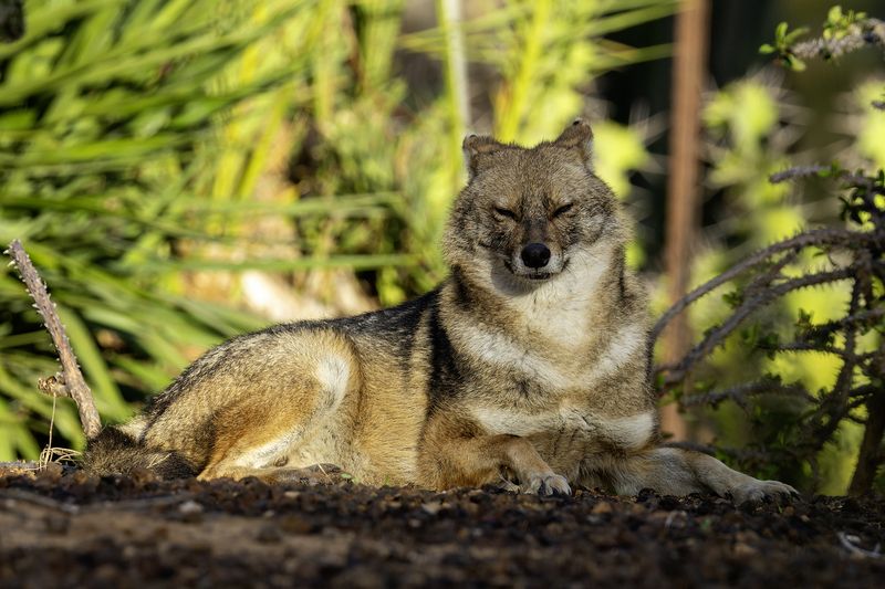 Золотистый шакал.photo preview