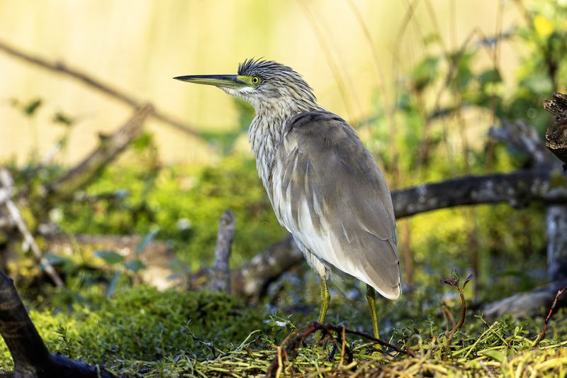 Жёлтая цапля.photo preview