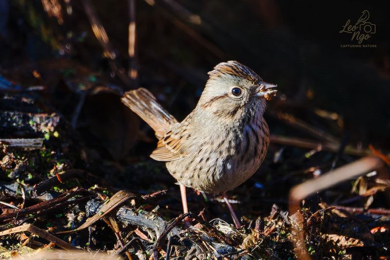 Lincoln\\\'s Sparrow - Melospiza lincolnii  фото превью