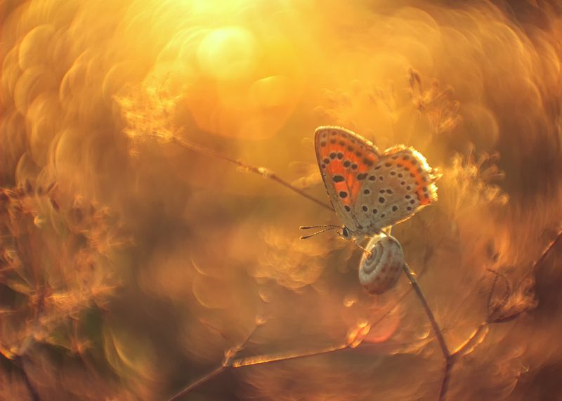 макро, бабочки, червонец Тихий вечерphoto preview