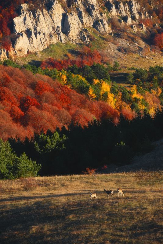 Осенние краски Демерджиphoto preview
