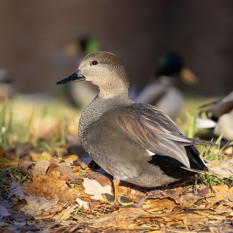 серая утка, утка, птицы, красная книга, осень Серая уткаphoto preview
