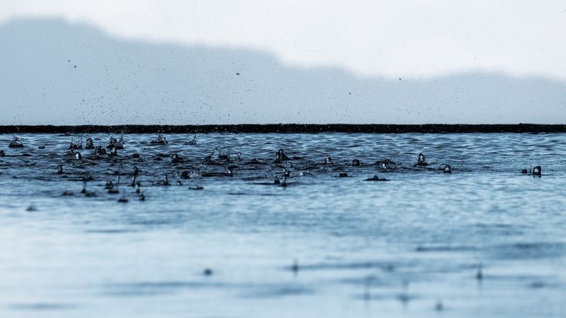 … иллюзия дождя…photo preview