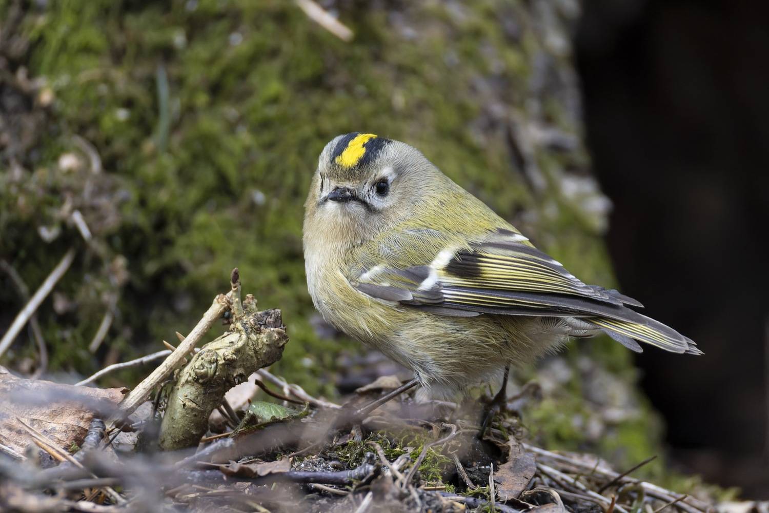 желтоголовый королек, королек, птицы, Ruslan Pl