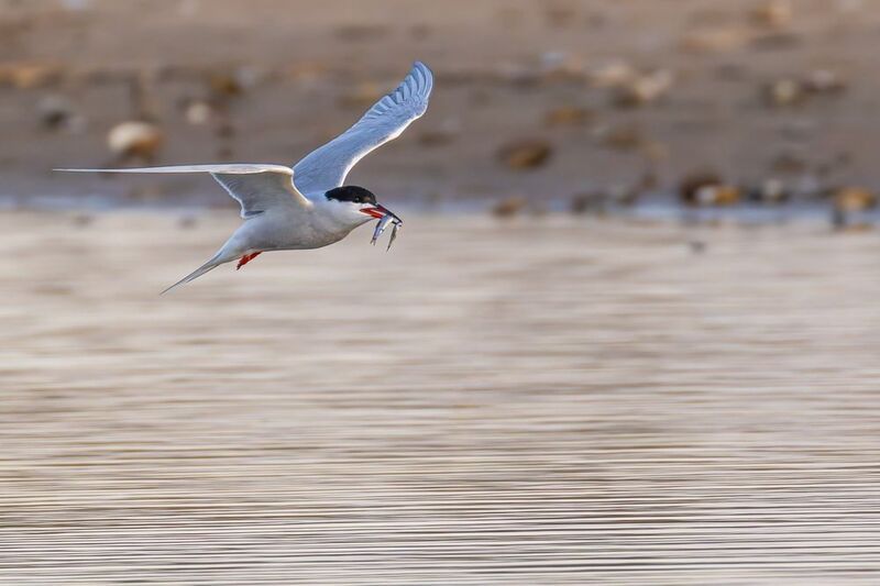 речная крачка, крачка, птицы, чайка Завидный женихphoto preview