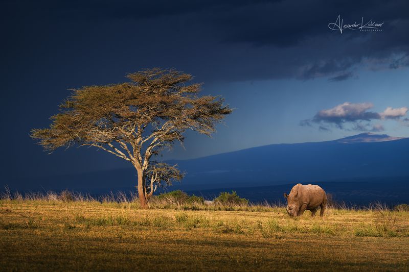 кения,носорог Озарение...photo preview