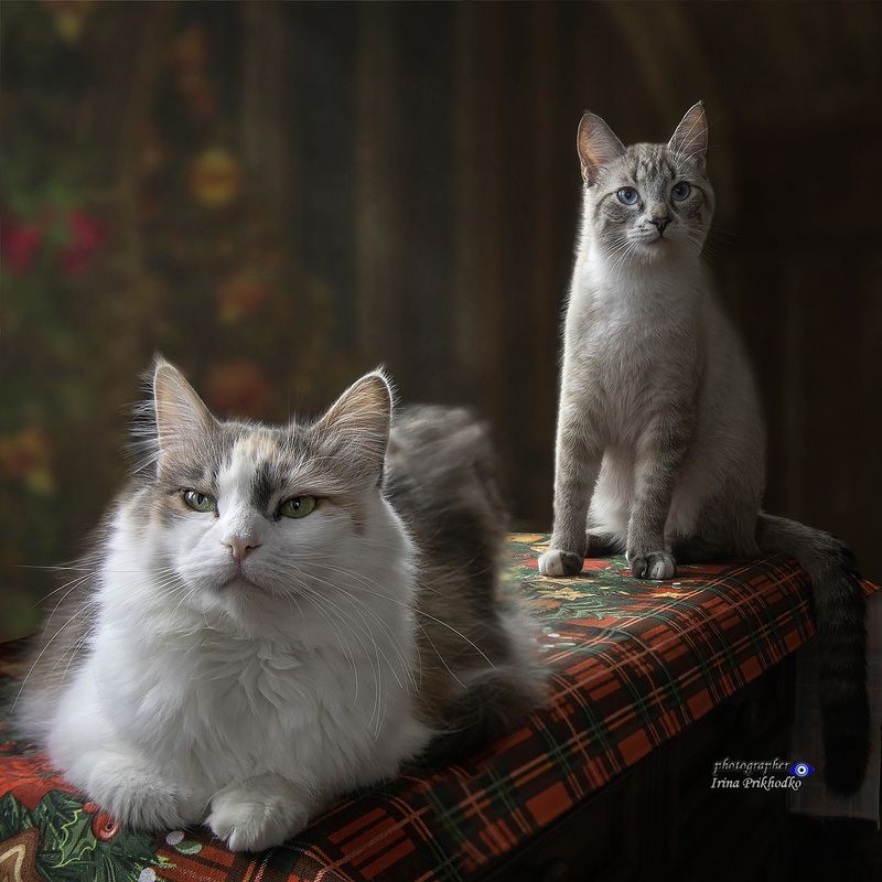 котики, домашние животные, питомцы,  Скорее бы Новый год!photo preview