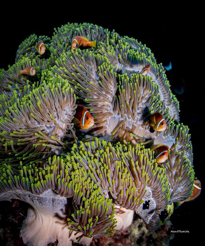 Family portraitphoto preview