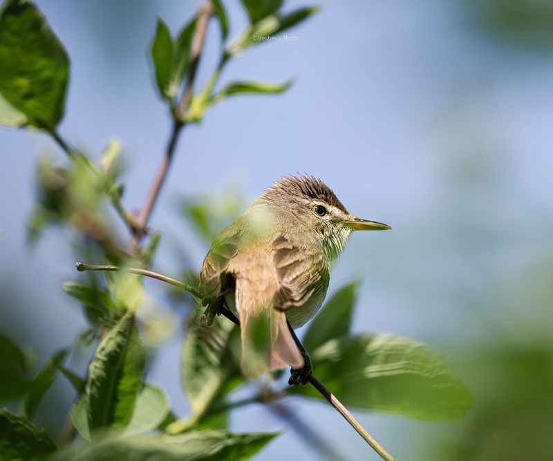 Садовая камышевка , птица Маленькая серо-коричневая птичкаphoto preview