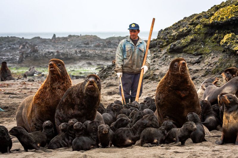 морские млекопитающие, северные морские котики, щенки, чёрненькие, люди, мечение животных, остров беринга Про северных морских котиков фото превью
