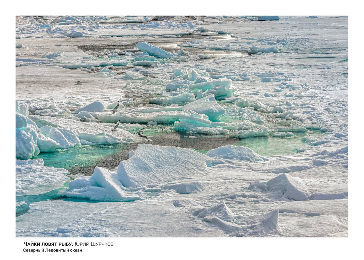 Чайки ловят рыбу. Автор: Шурчков Юрий , Шурчков Юрий