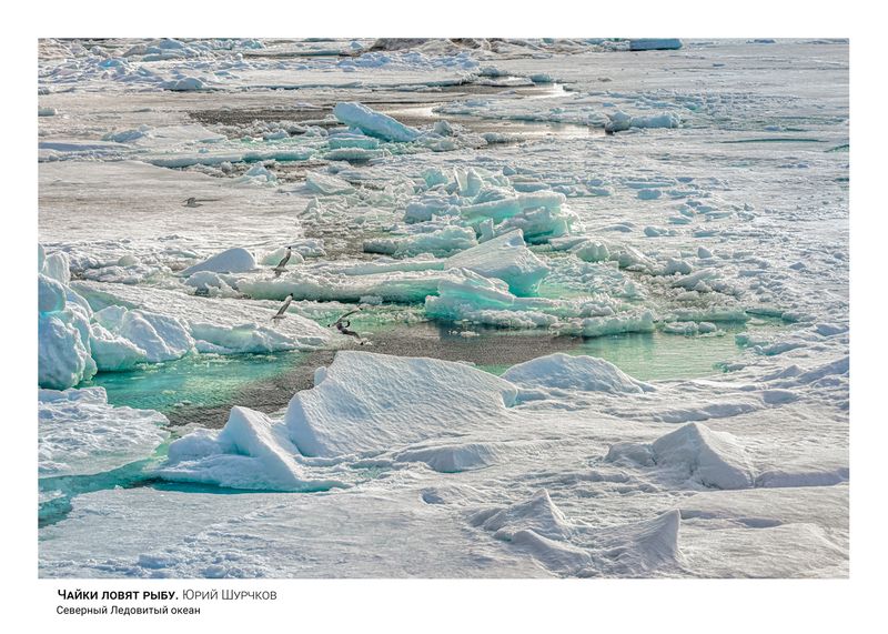 Чайки ловят рыбуphoto preview