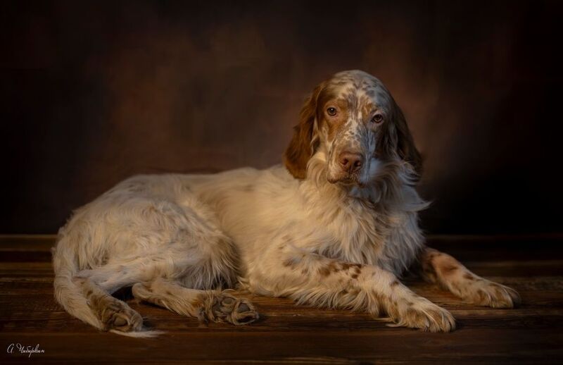 английский_сеттер, портрет, охота Портрет английского сеттера.photo preview