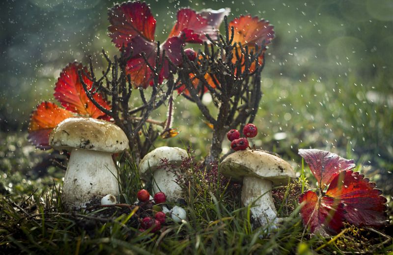 грибы, дождь, осень, ягоды,лес Грибочки белыеphoto preview